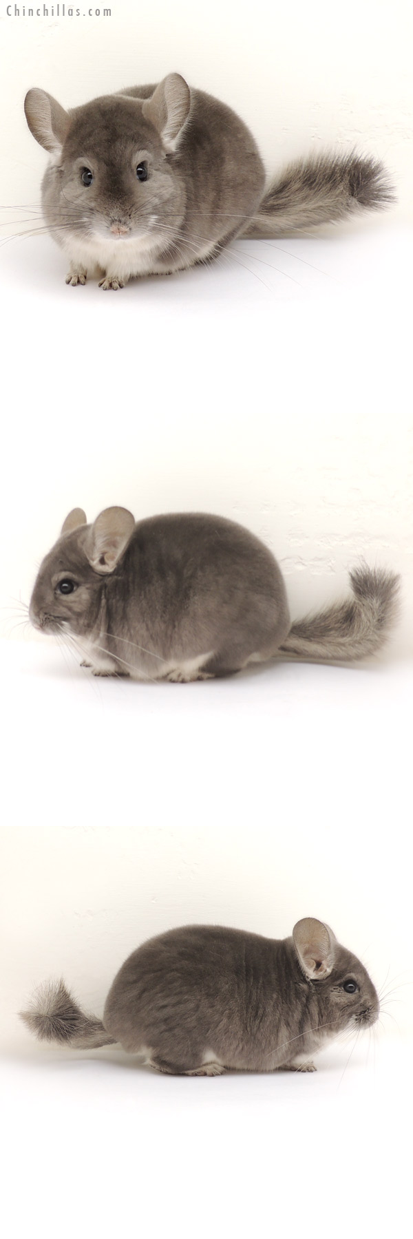 13301 Herd Improvement Quality Violet Male Chinchilla