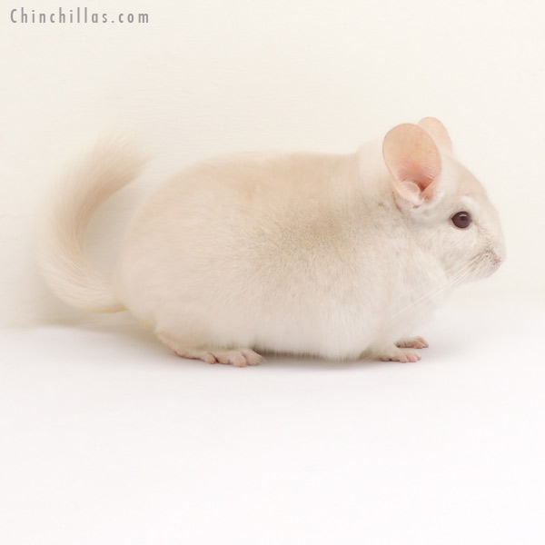 13308 Goldbar Male Chinchilla