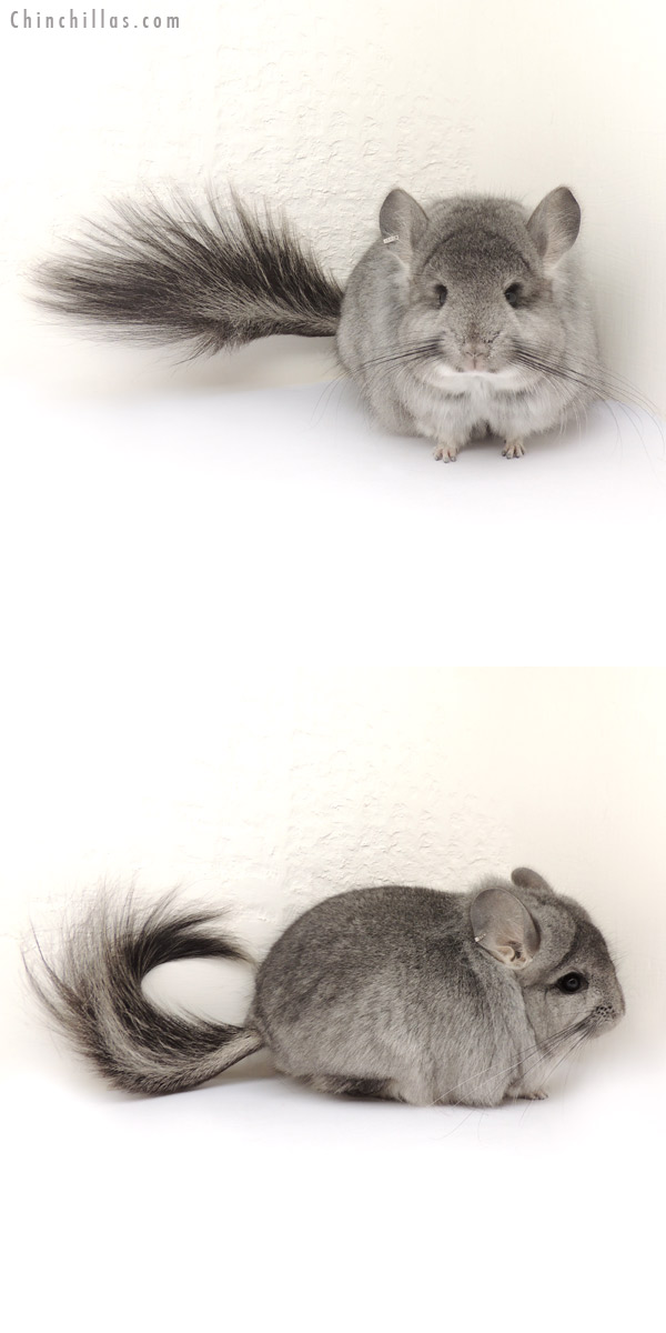 13307 Standard Royal Persian Angora Male Chinchilla