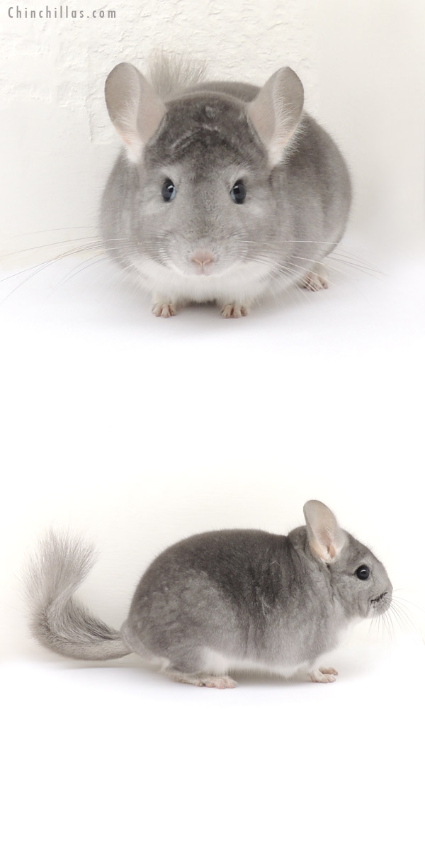 13303 Show Quality Sapphire Male Chinchilla