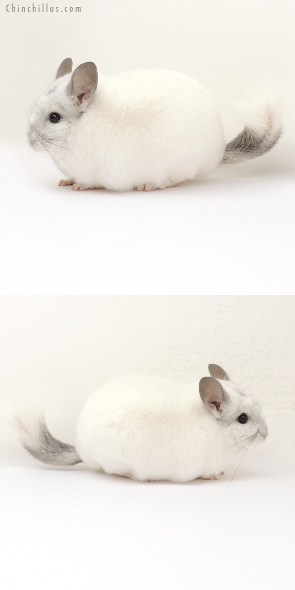 13304 Large Herd Improvement Quality Predominantly White Male Chinchilla