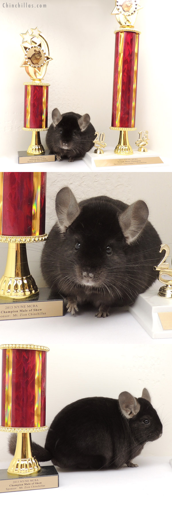 13332 Extra Large Grand Show Champion Ebony Male Chinchilla