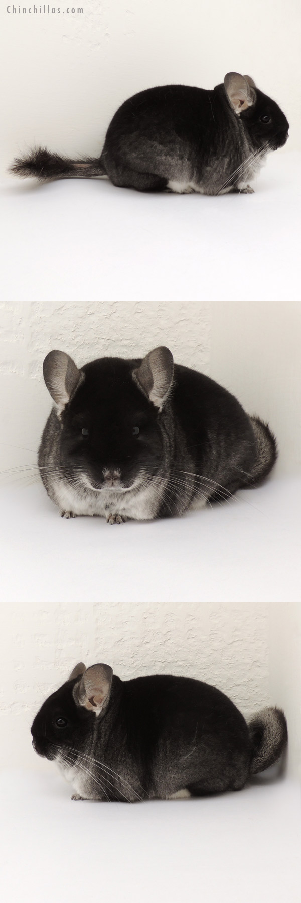 13336 Reserve Section Champion Black Velvet Female Chinchilla