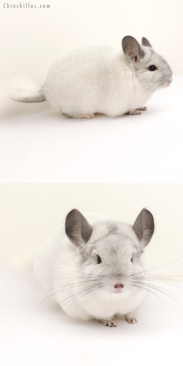 13337 Section Champion White Mosaic Female Chinchilla