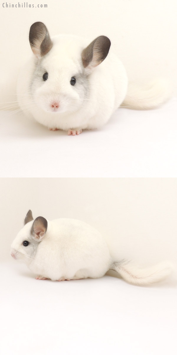 13334 Color Phase Champion White Mosaic Female Chinchilla