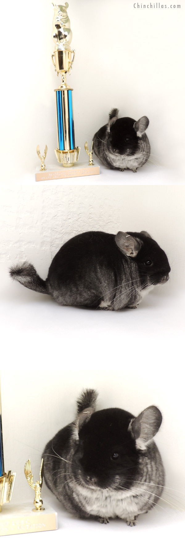 13342 Grand Show Champion Black Velvet Female Chinchilla