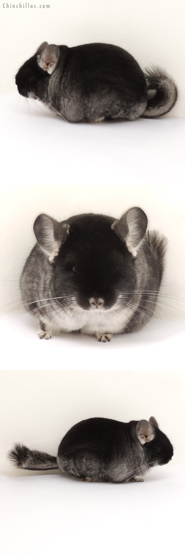 13329 Large Brevi type Reserve Section Champion Black Velvet Male Chinchilla