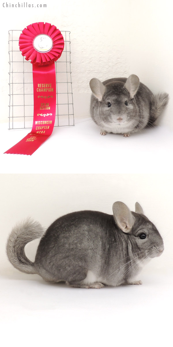 13341 Reserve Section Champion Sapphire Male Chinchilla