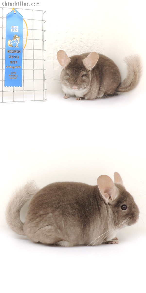 13346 Phase Champion TOV Beige / Brown Velvet Female Chinchilla