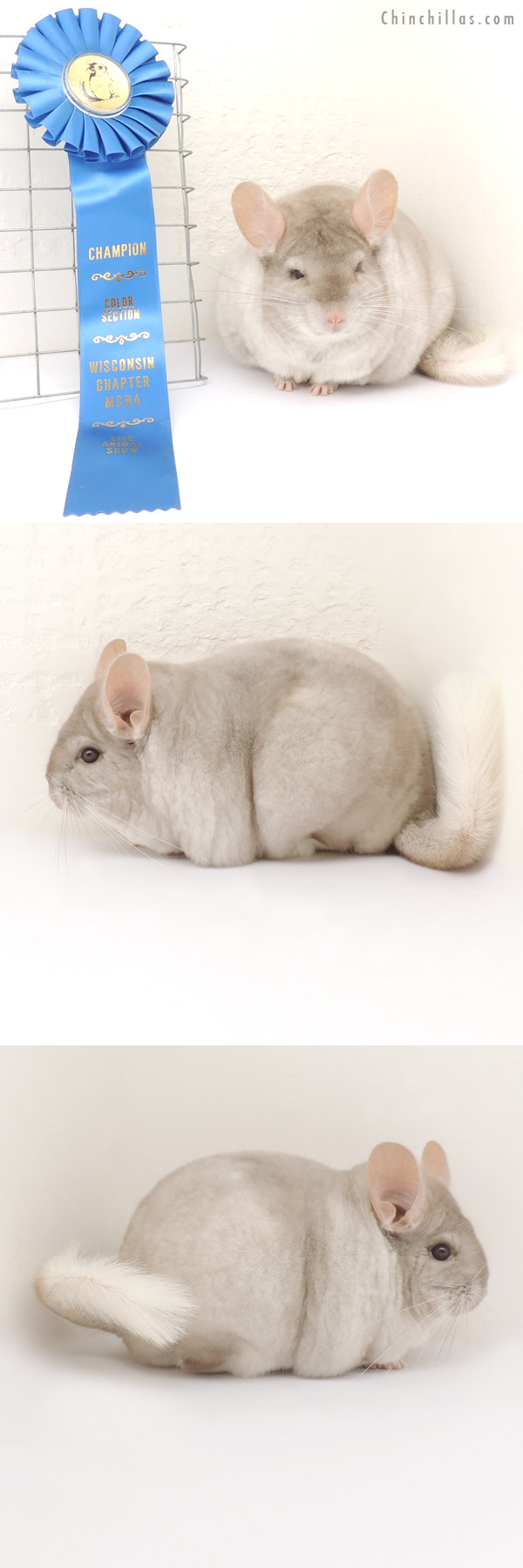 13347 Extra Large, Blocky Section Champion Pink White Female Chinchilla