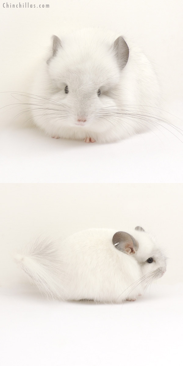 13351 White Mosaic Royal Persian Angora Male Chinchilla