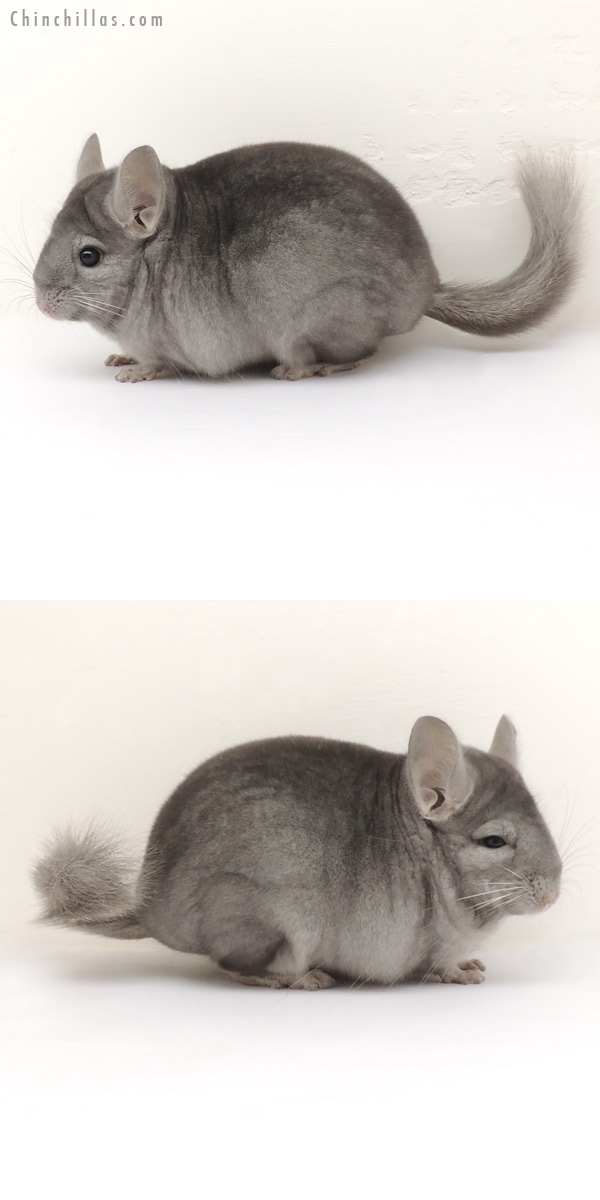 13354 Show Quality Wrap Around Sapphire Female Chinchilla