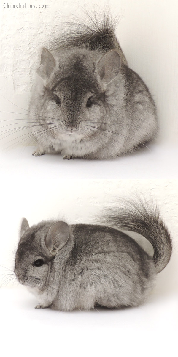 13352 Standard Royal Persian Angora Female Chinchilla w/ 'lion mane'