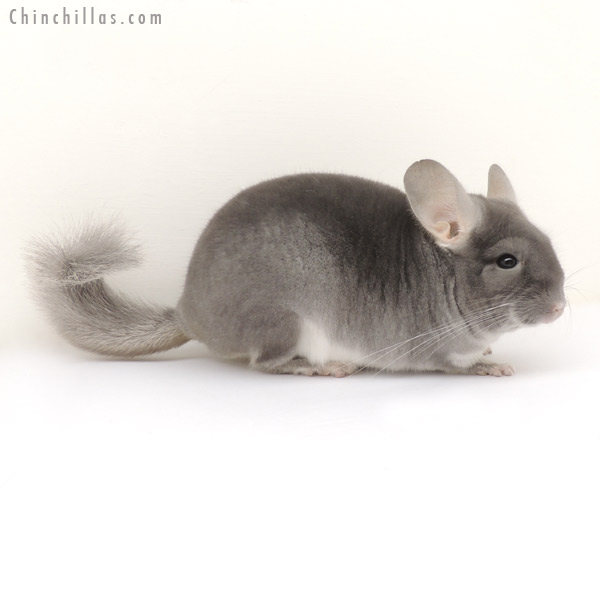 13355 Show Quality TOV Sapphire Male Chinchilla