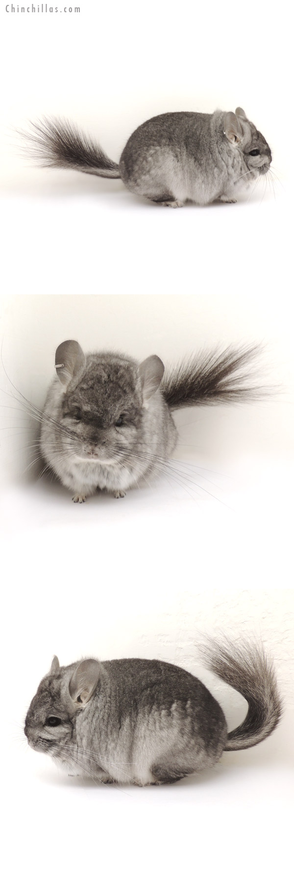 13350 Exceptional Standard Royal Persian Angora Male Chinchilla