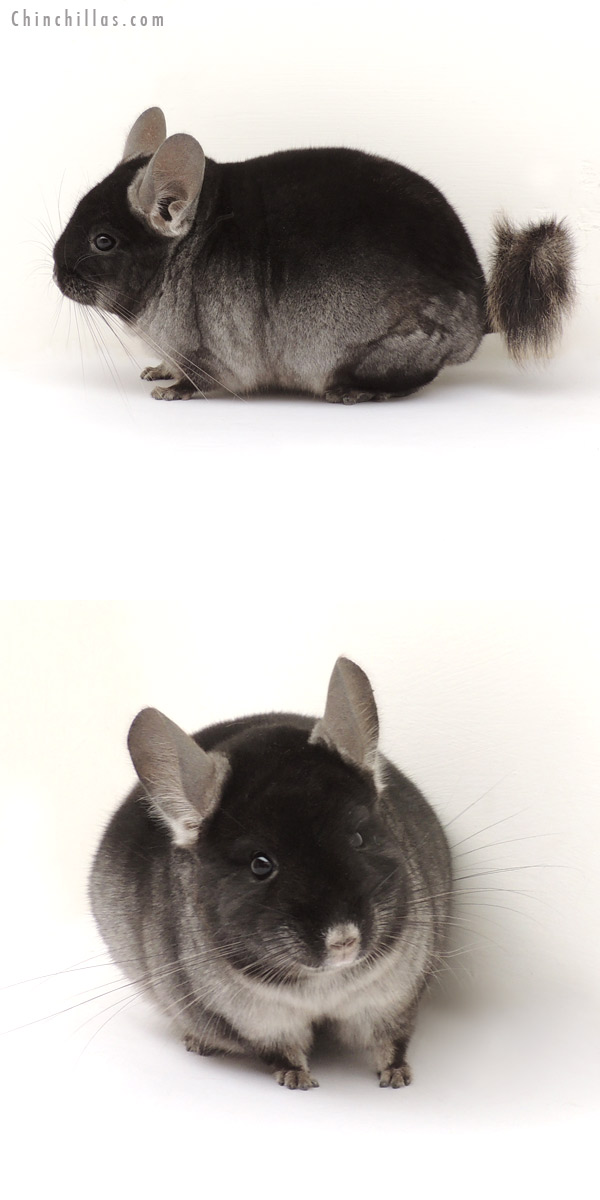 13349 Show Quality Black Velvet ( Ebony & Violet Carrier ) Male Chinchilla