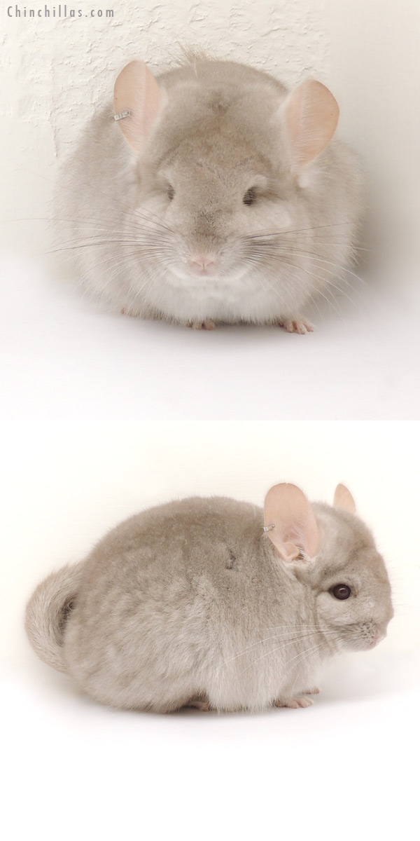 Chinchilla or related item offered for sale or export on Chinchillas.com - 13353 Beige Royal Persian Angora Female Chinchilla