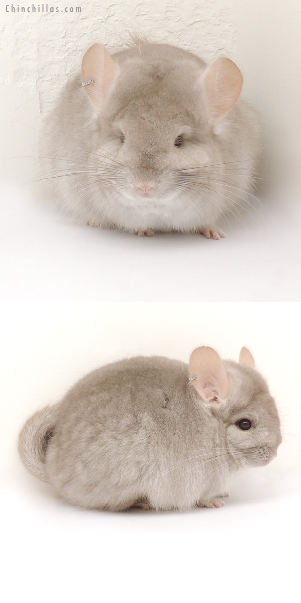 13353 Beige Royal Persian Angora Female Chinchilla