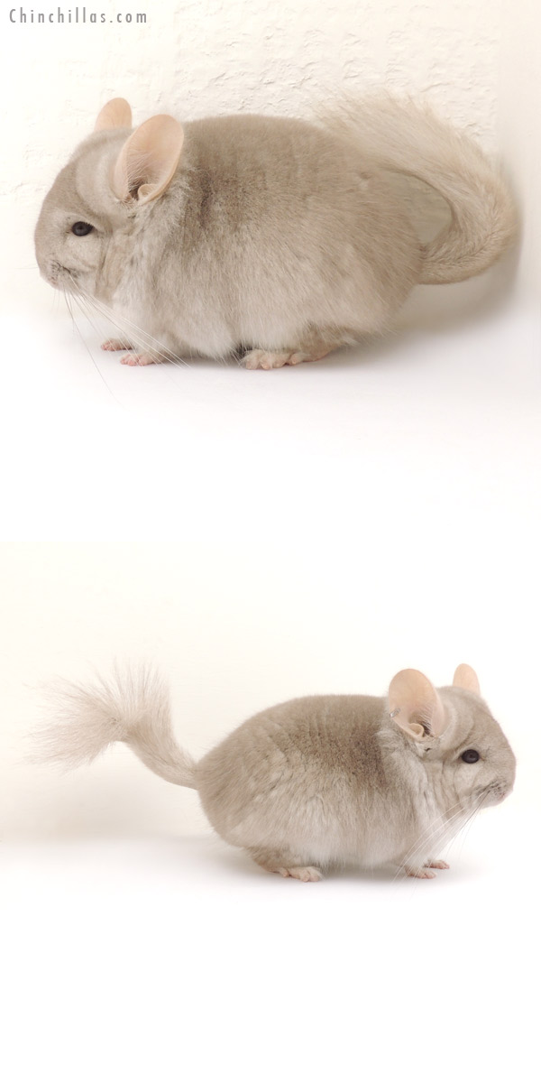 13364 Beige Royal Persian Angora Male Chinchilla