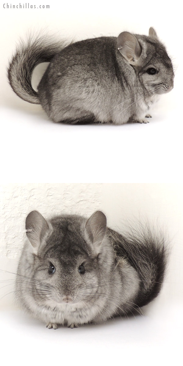 13359 Standard Royal Persian Angora Female Chinchilla