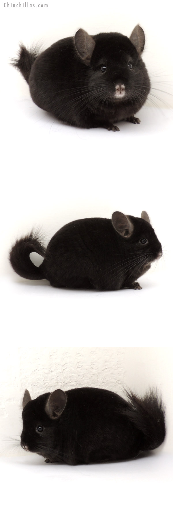 13371 Large Show Quality Ebony Male Chinchilla