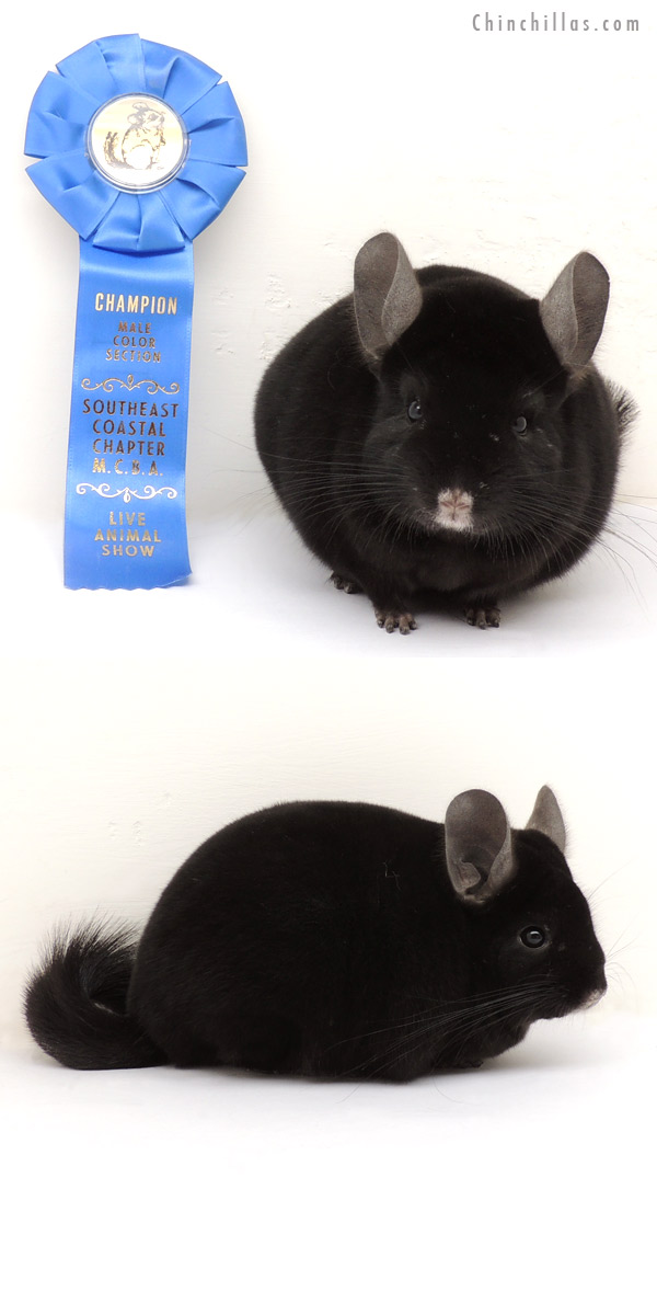 13374 Section Champion Ebony Male Chinchilla