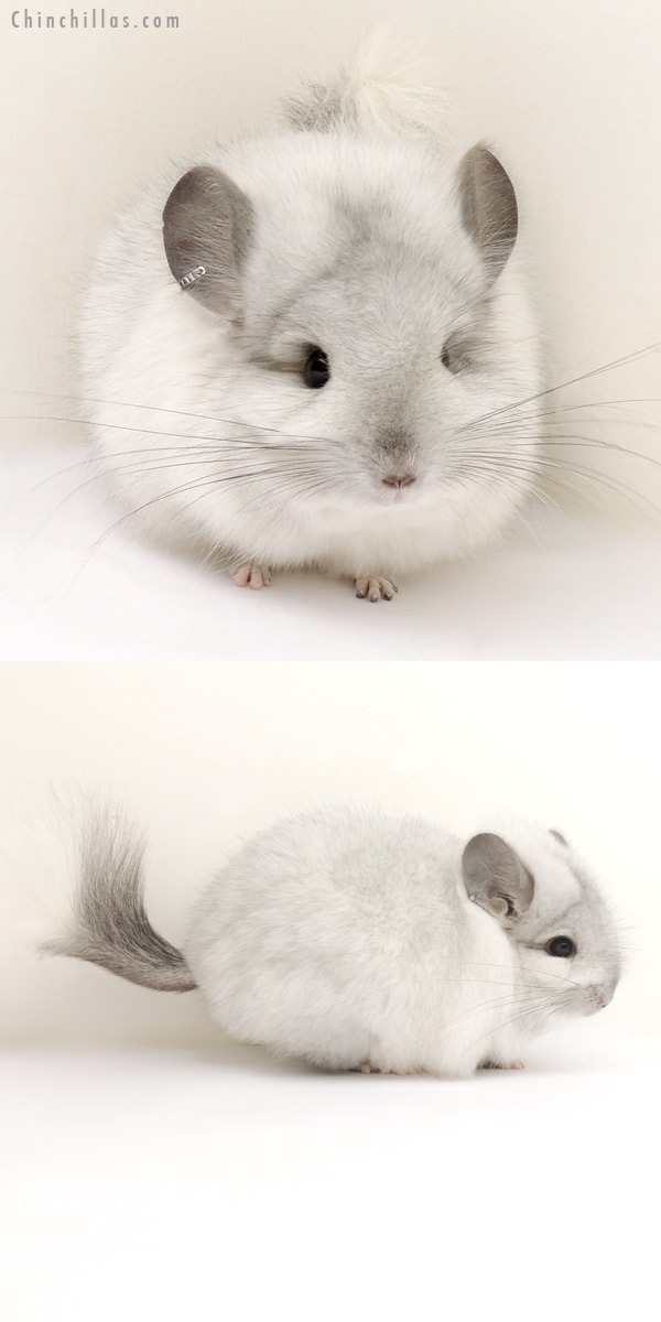 Chinchilla or related item offered for sale or export on Chinchillas.com - 13372 White Mosaic Royal Persian Angora Male Chinchilla