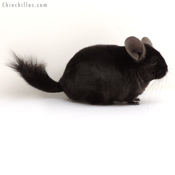 13360 Large Ebony ( Locken Carrier ) Female Chinchilla