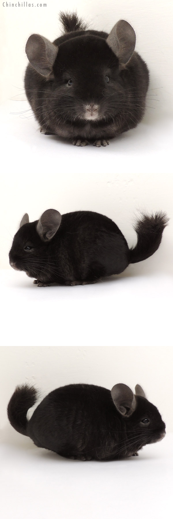 13366 Ebony ( Locken Carrier ) Male Chinchilla