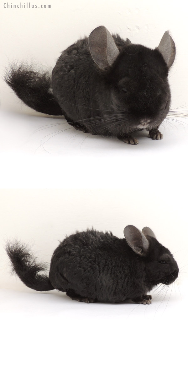 13379 Ebony Locken Male Chinchilla