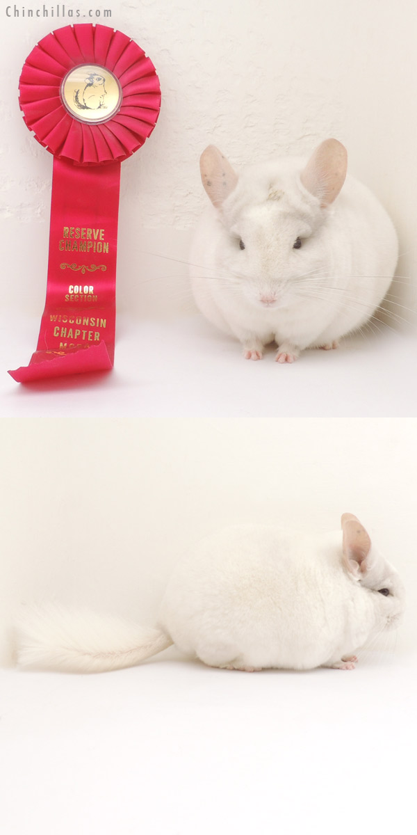 13376 Multi Champion Pink White Male Chinchilla