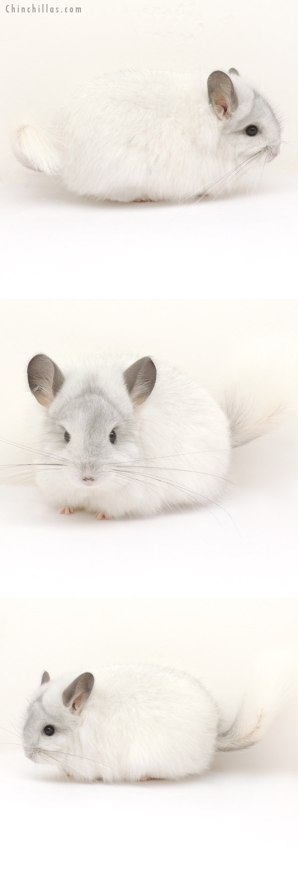 13385 Silver Mosaic Royal Persian Angora Female Chinchilla