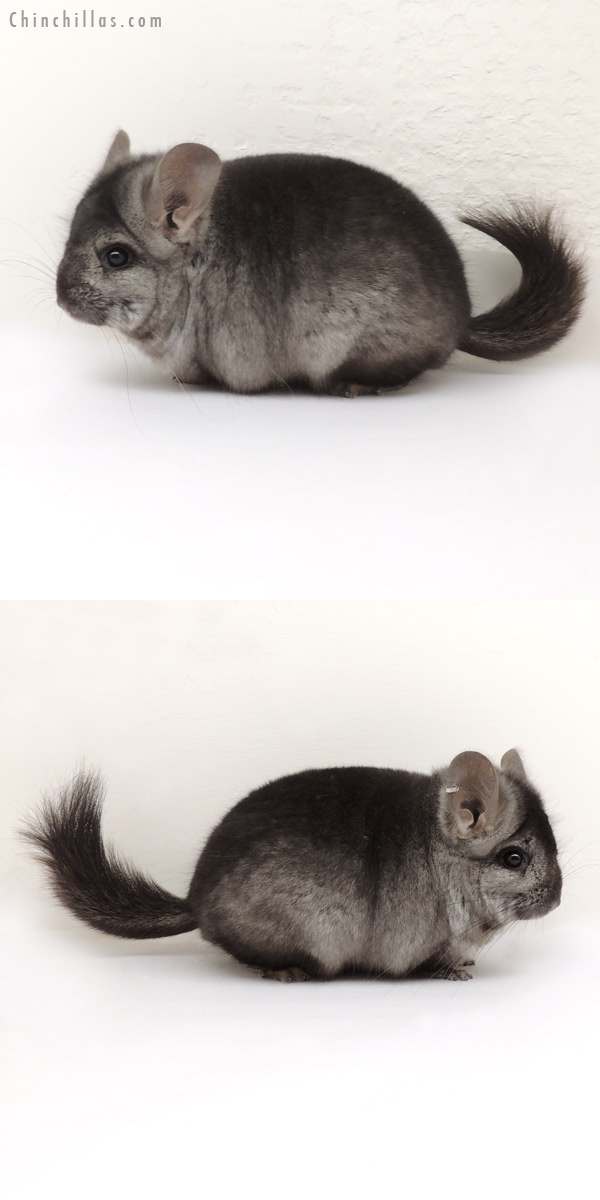 13383 Ebony Royal Persian Angora Male Chinchilla