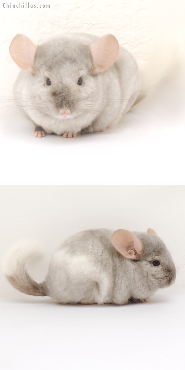 13382 Tan & White Mosaic Male Chinchilla