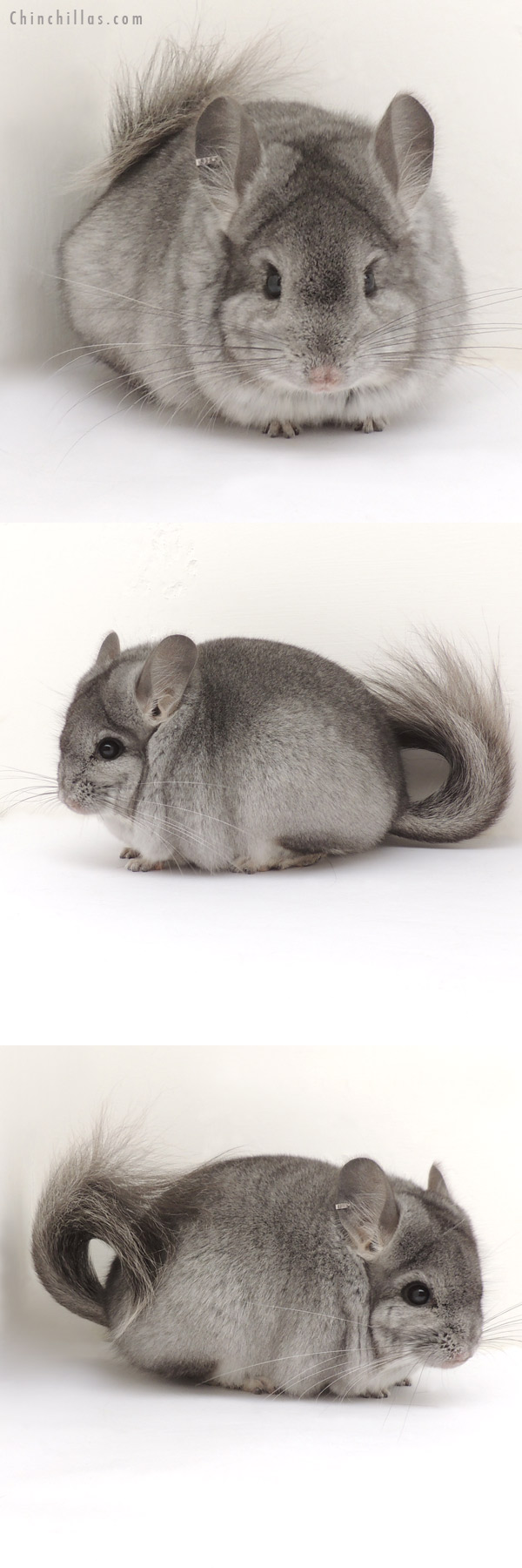 13390 Standard Royal Persian Angora Male Chinchilla