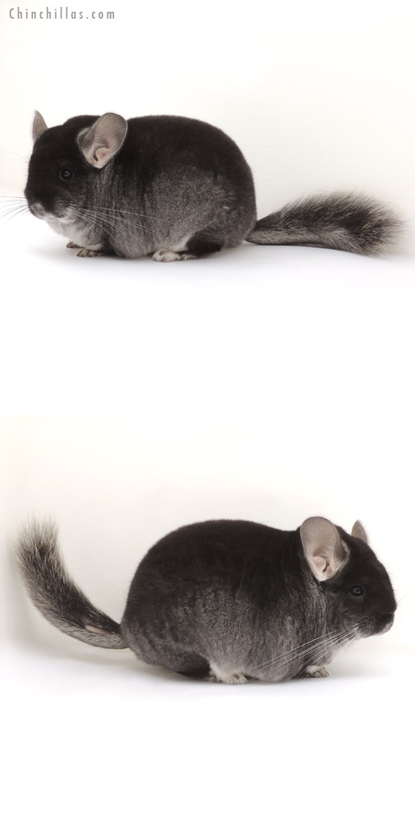 13389 Large Blocky Show Quality Black Velvet Female Chinchilla