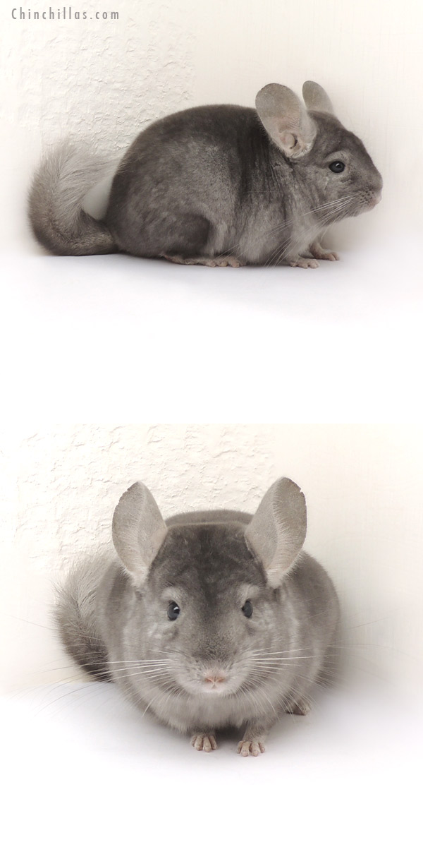 13393 Wrap Around Sapphire Female Chinchilla