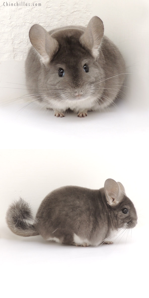 13396 Show Quality Violet Male Chinchilla