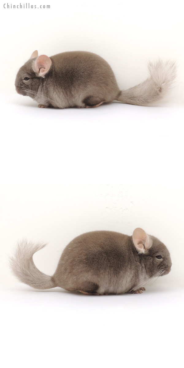 13388 Show Quality Brevi type TOV Tan ( Violet Carrier ) Female Chinchilla