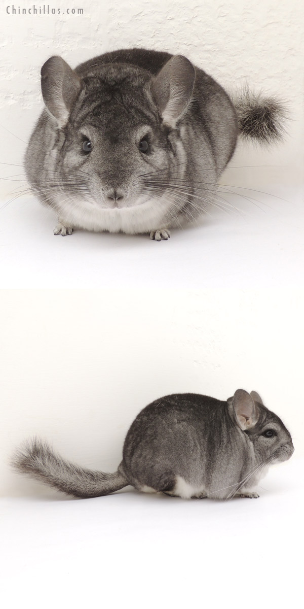 13394 Premium Production Quality Standard Female Chinchilla