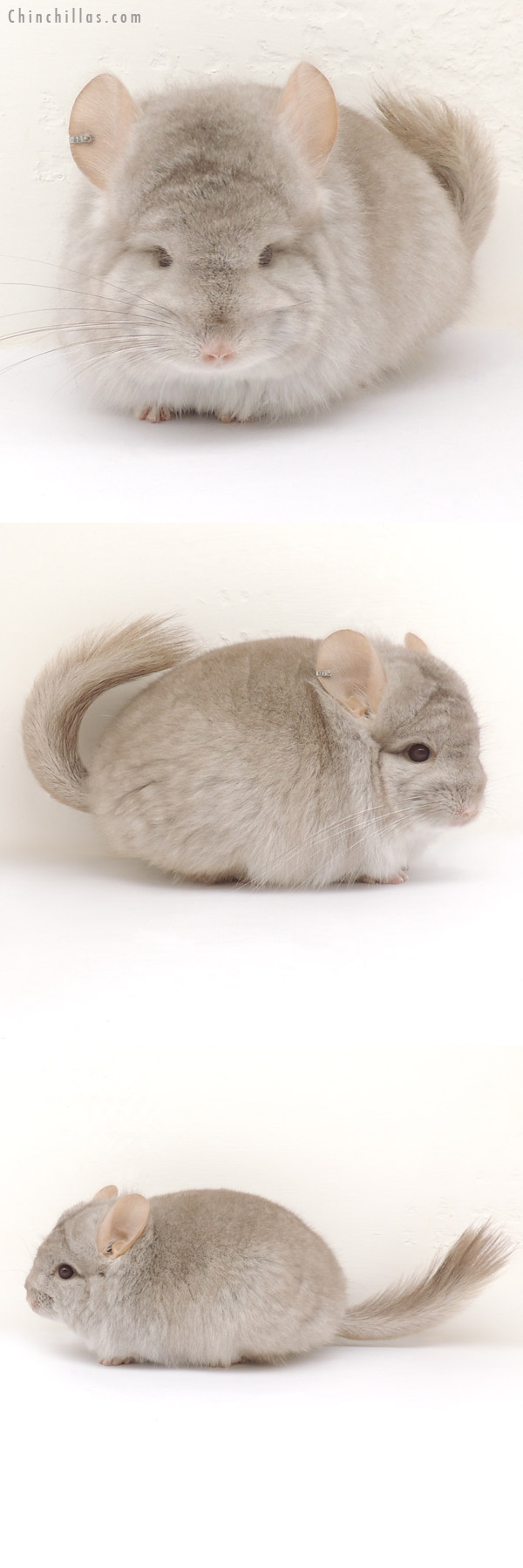 13392 Beige Royal Persian Angora Female Chinchilla