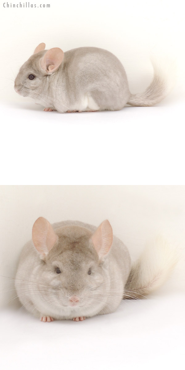 13395 1st Place Beige and White Mosaic Male Chinchilla