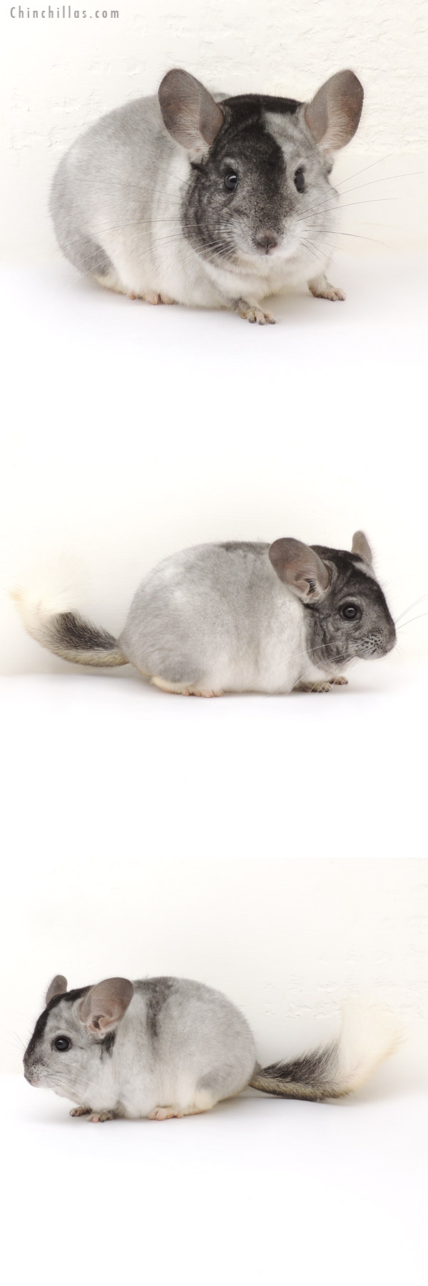 14002 Show Quality Extreme White Mosaic Male Chinchilla