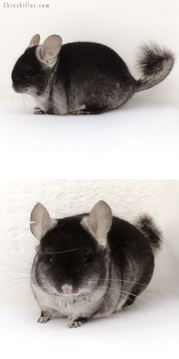 14009 Black Velvet ( Ebony & Violet & Royal Persian Angora Carrier ) Male Chinchilla