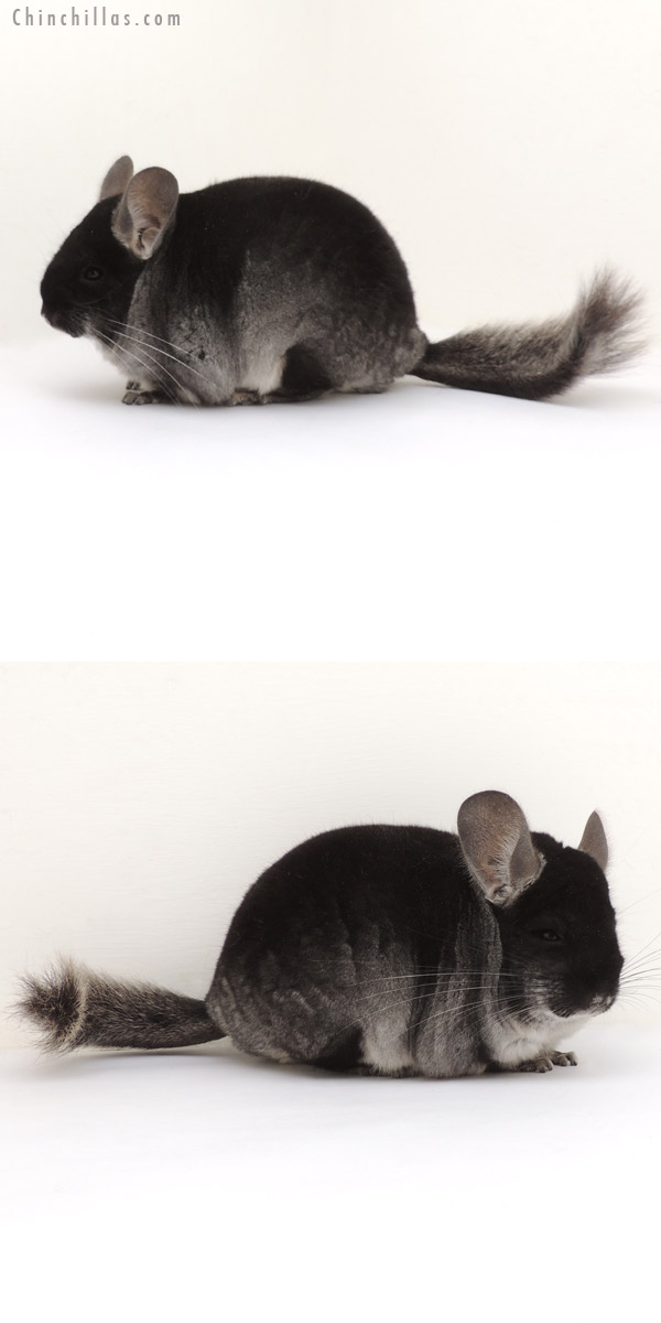 14003 Show Quality Black Velvet ( Ebony Carrier ) Female Chinchilla