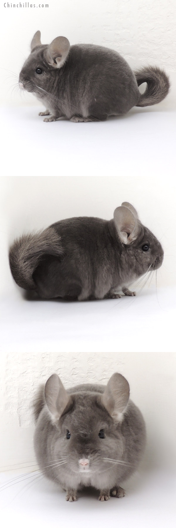 14001 Show Quality Wrap Around Violet Male Chinchilla