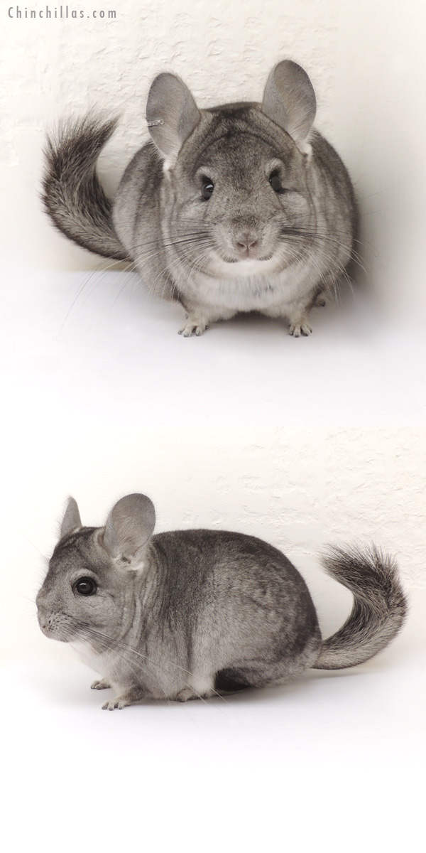 14008 Standard ( Ebony & Royal Persian Angora Carrier ) Female Chinchilla