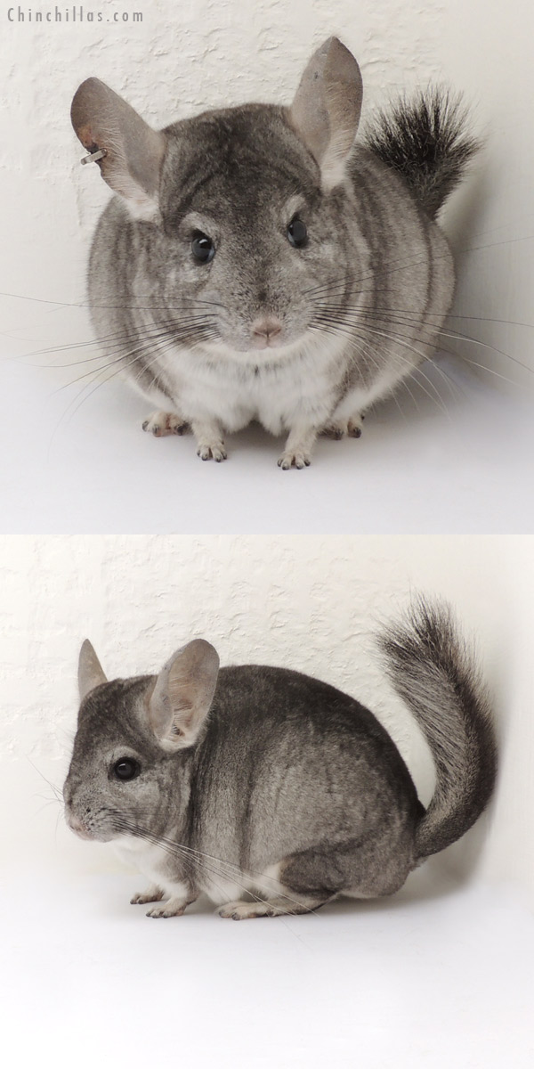 14007 Standard ( Royal Persian Angora Carrier ) Female Chinchilla