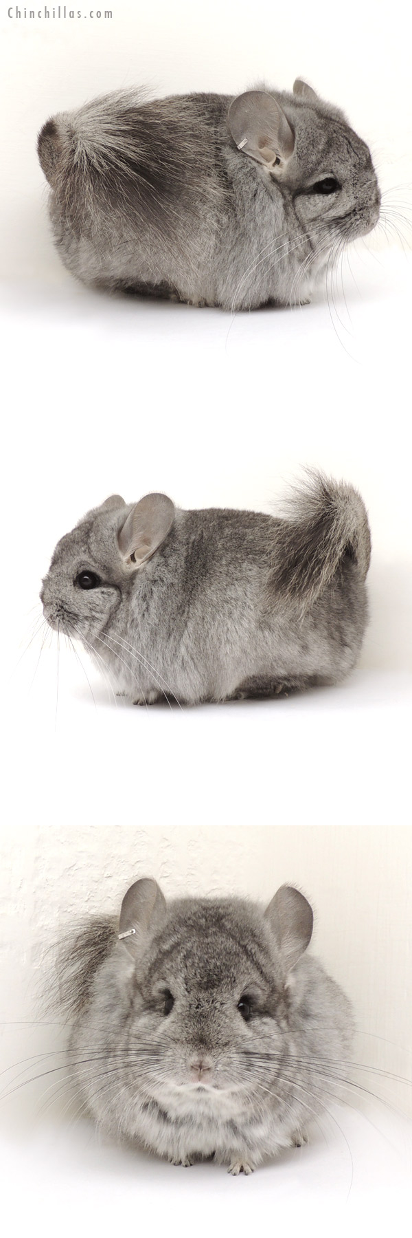 14020 Exceptional Standard Royal Persian Angora Female Chinchilla