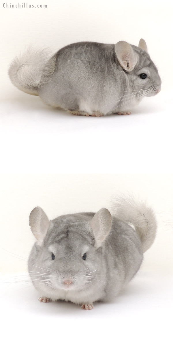 14011 Exceptional Blocky Sapphire Female Chinchilla